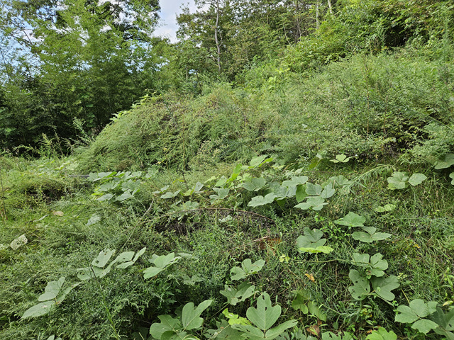 16574f6855d354dbda00a34df64cea93_1726170287_7409.jpg